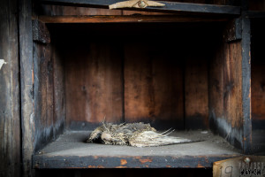 George Barnsley & Sons Ltd - Dead pigeon holes